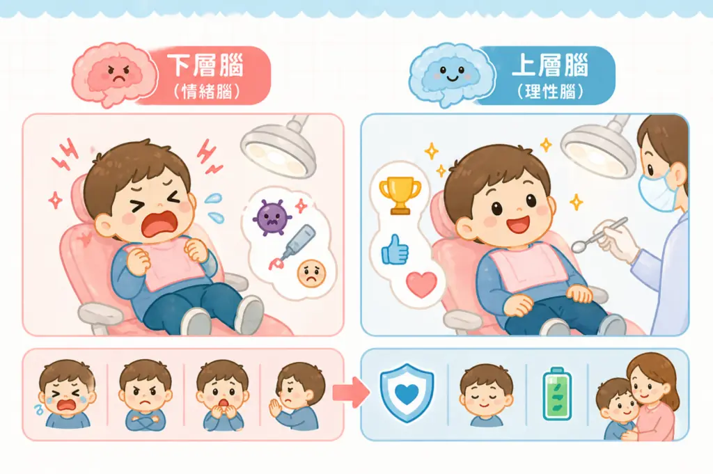 下層腦與上層腦示意圖:孩子看牙時的情緒反應與冷靜配合